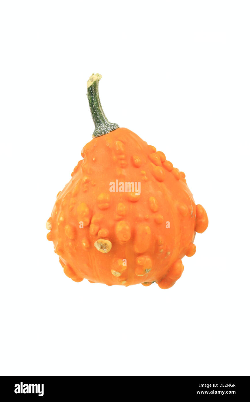 Orange ornamental warty gourd Stock Photo - Alamy