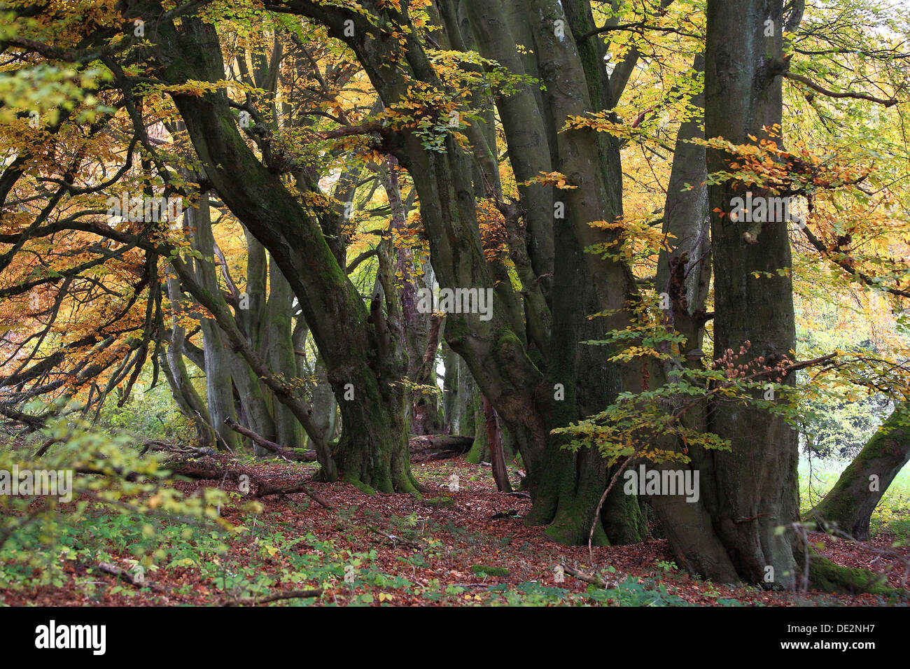Knobby old beech trees in autumn, Breitscheid, Westerwald, Hesse Stock Photo
