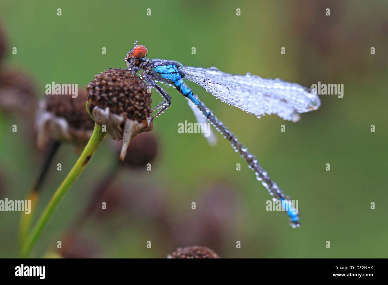 Red-eyed Damselfly (Erythromma najas), wet with pearls of dew Stock Photo