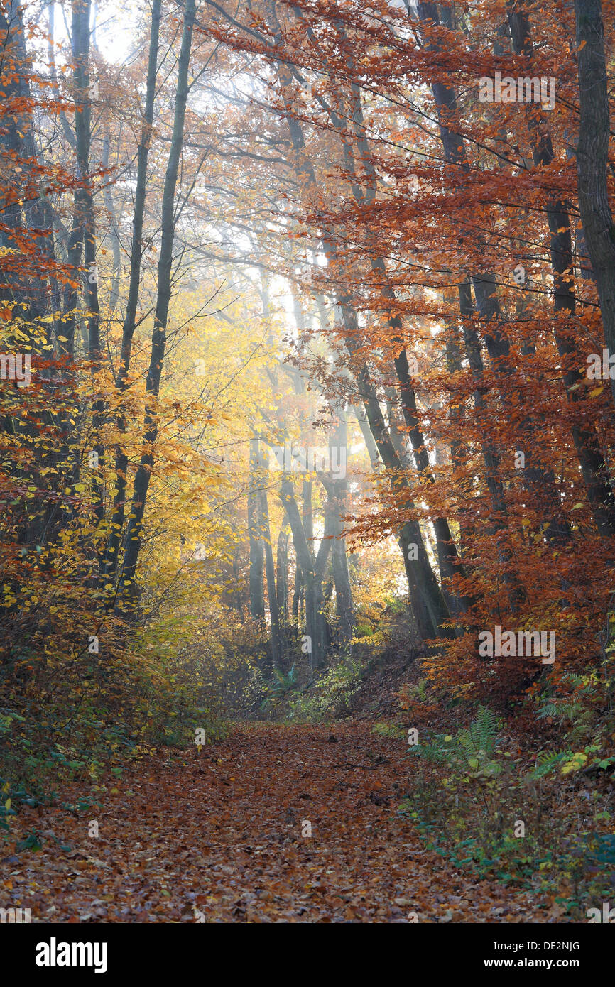 Hollow-way in an autumnal deciduous forest, Bissenberg mountain, Leun, Hesse Stock Photo