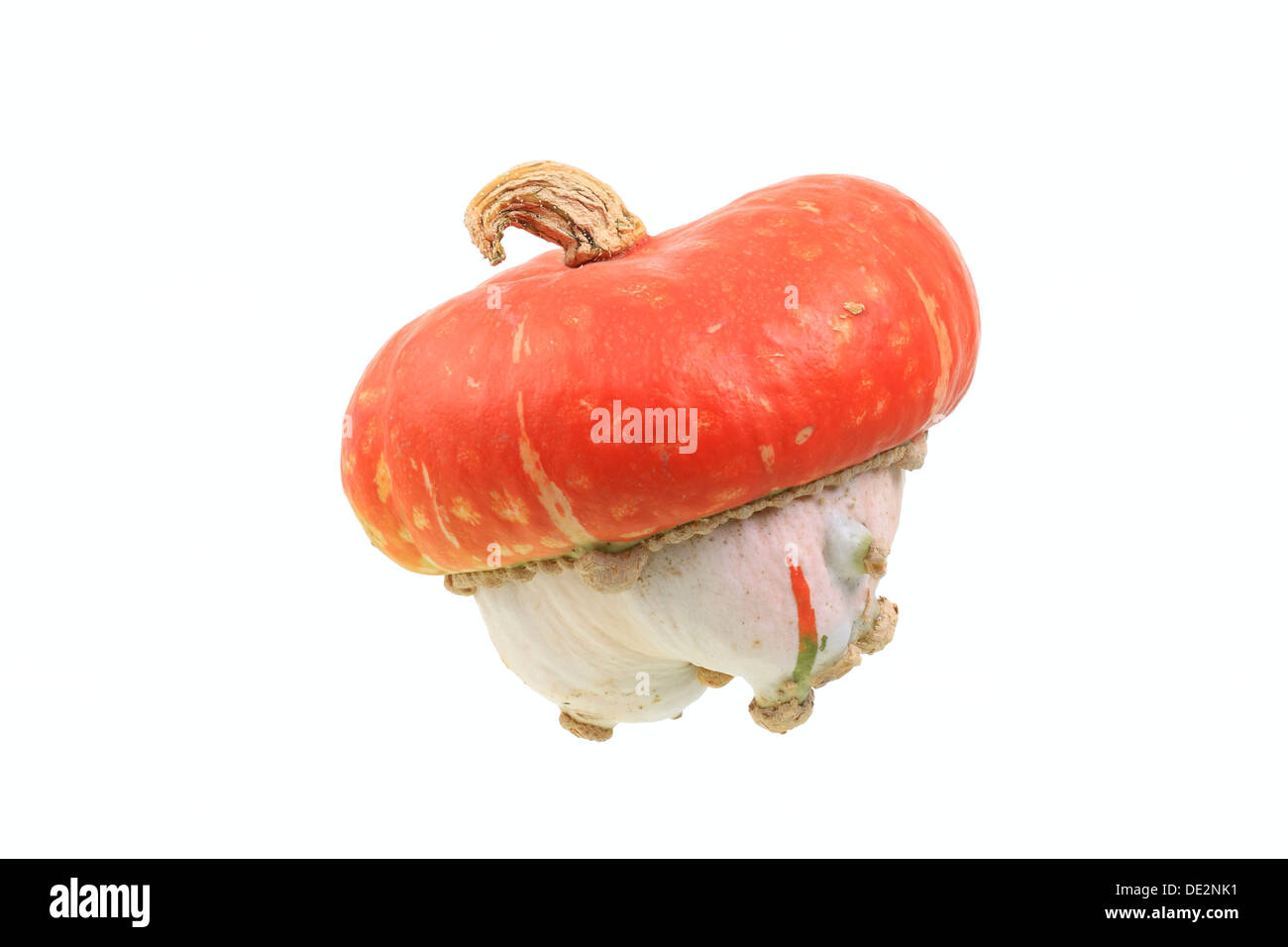 Ornamental gourd, "Turk's Cap Squash" variety Stock Photo Alamy