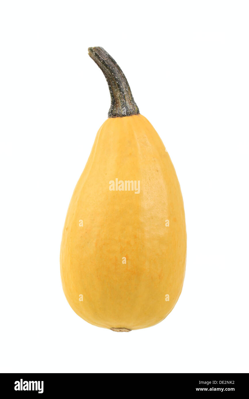Ornamental gourd hires stock photography and images Alamy