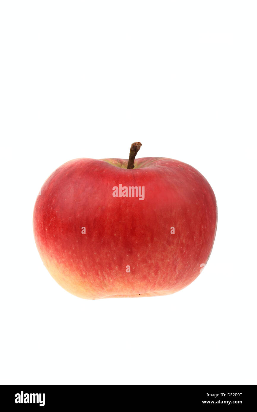 Apple, Prince Albrecht of Prussia variety Stock Photo