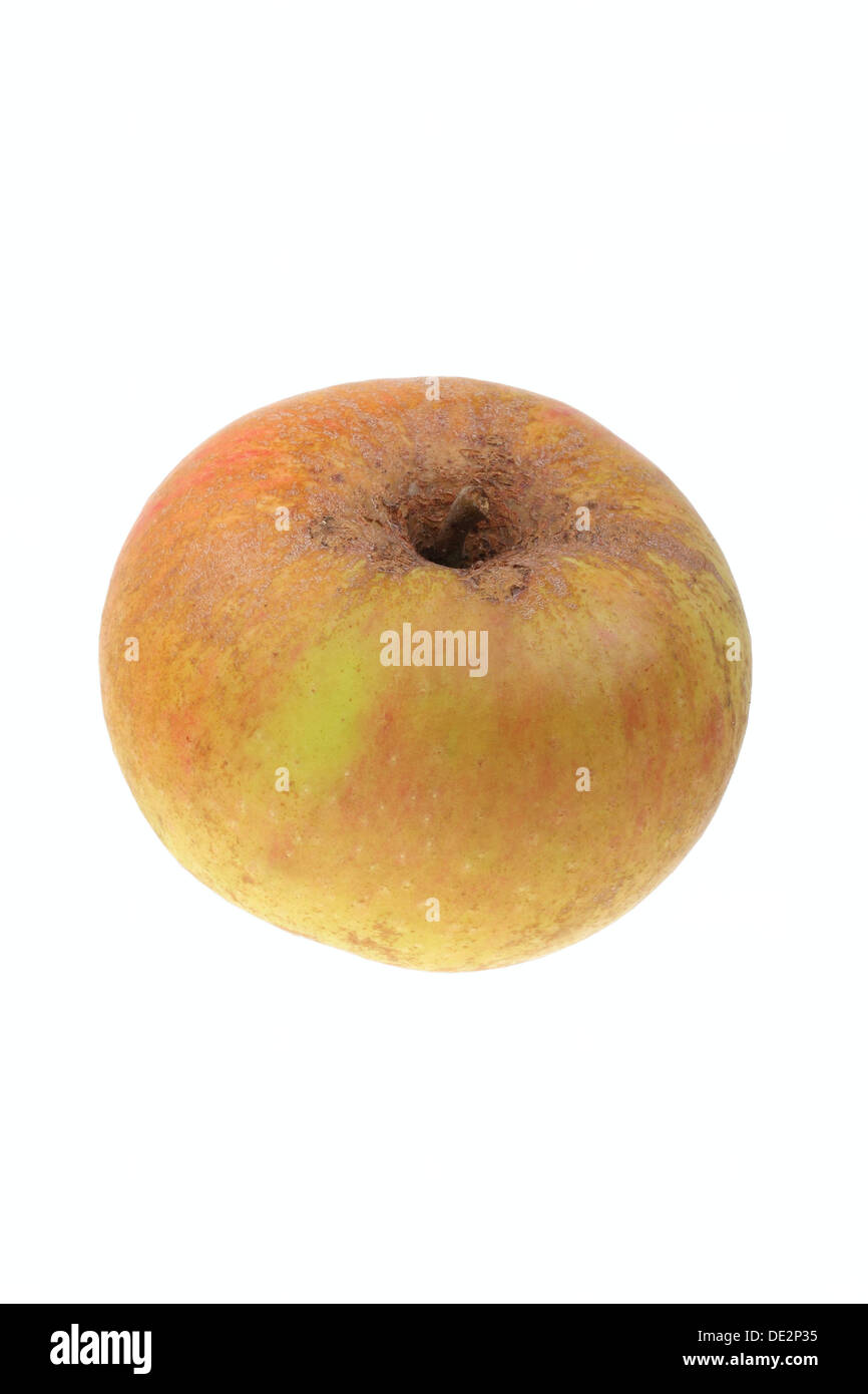 Apple, Coulons Renette variety Stock Photo