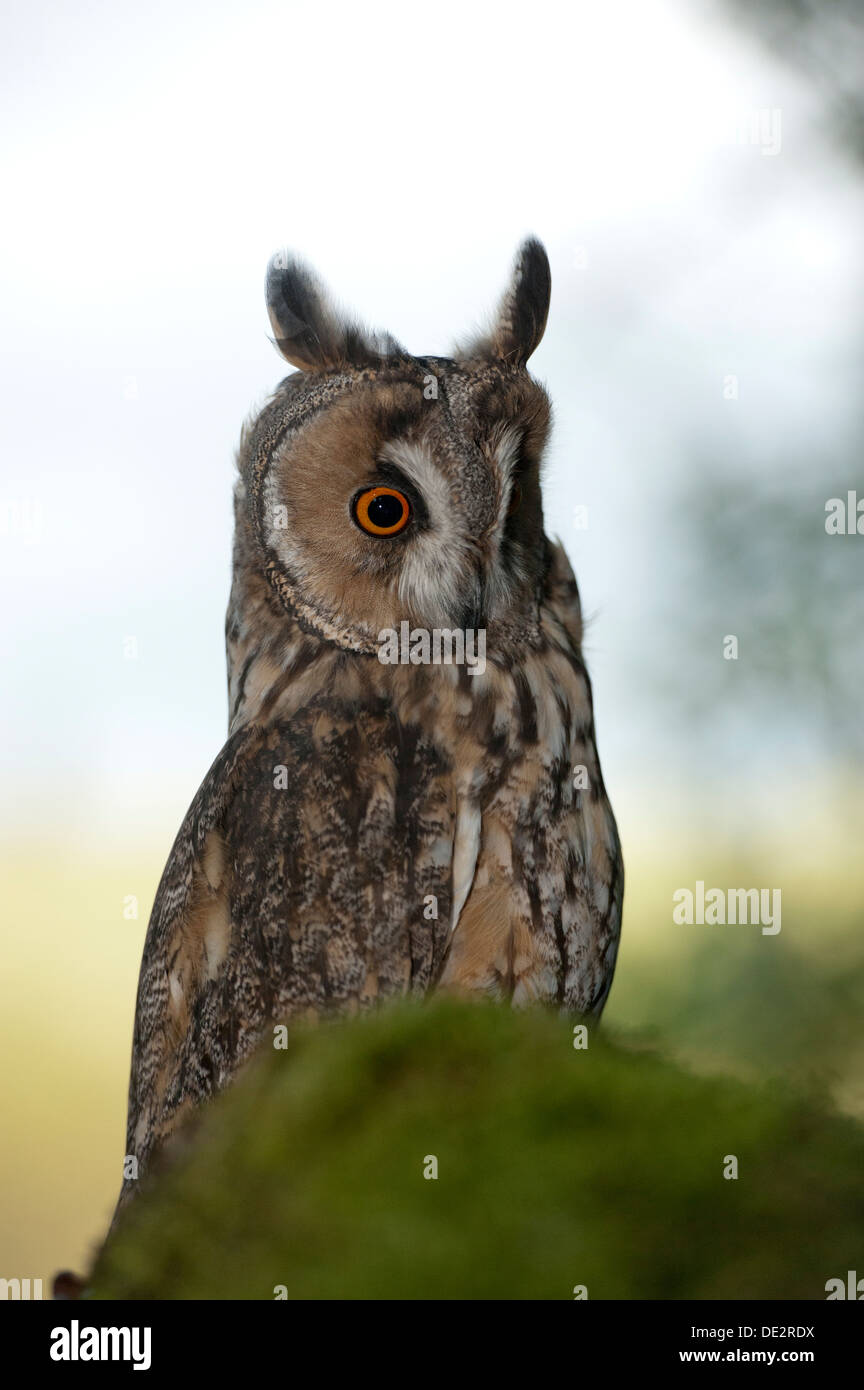 Long Eared Owl (Asio flammeus) at roost in a tree. Captive Stock Photo