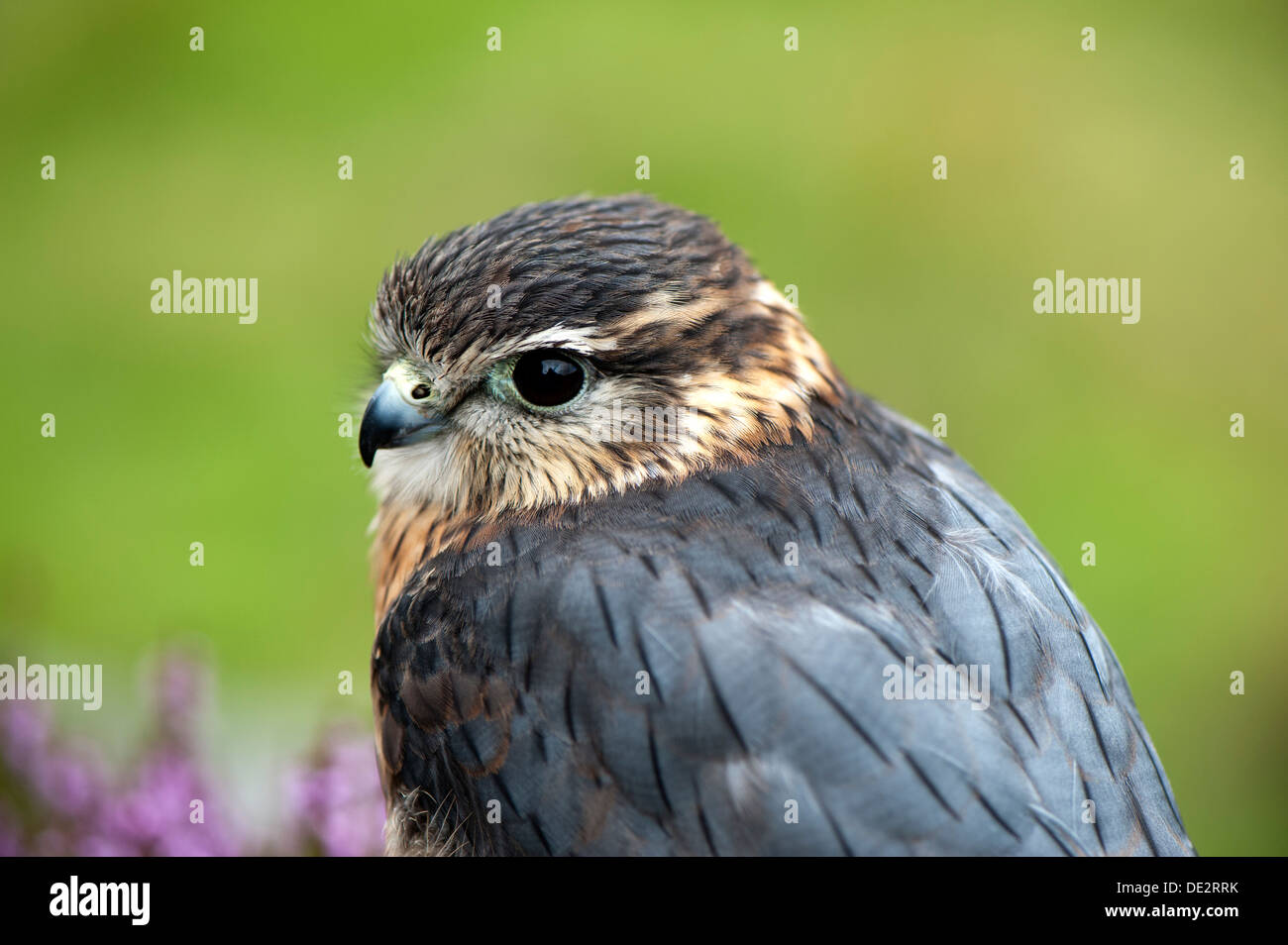 Close up of a male Merlin (Falco columbarius) on moorland. Captive. Stock Photo