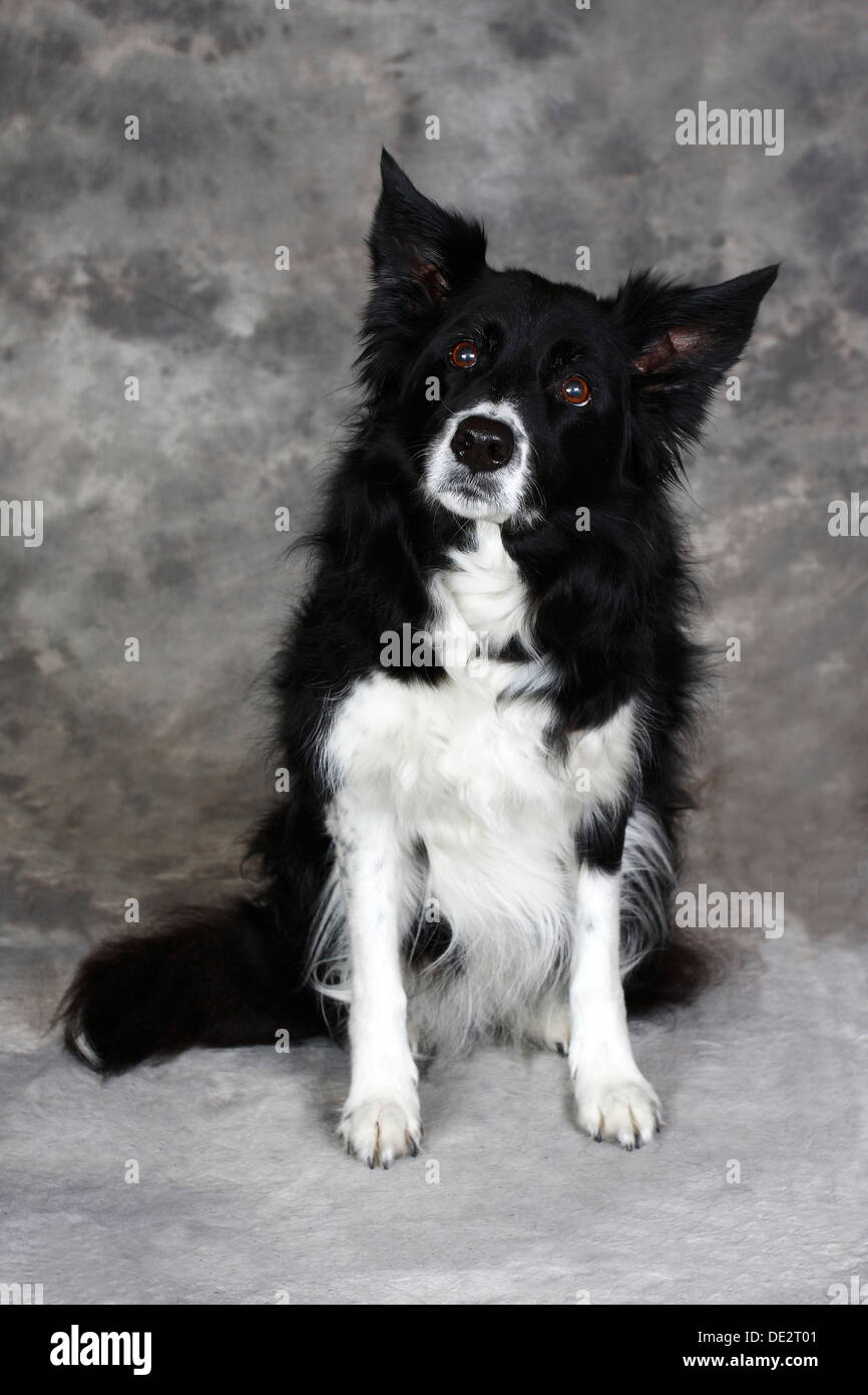 Border Collie (Canis lupus familiaris), sitting dog Stock Photo