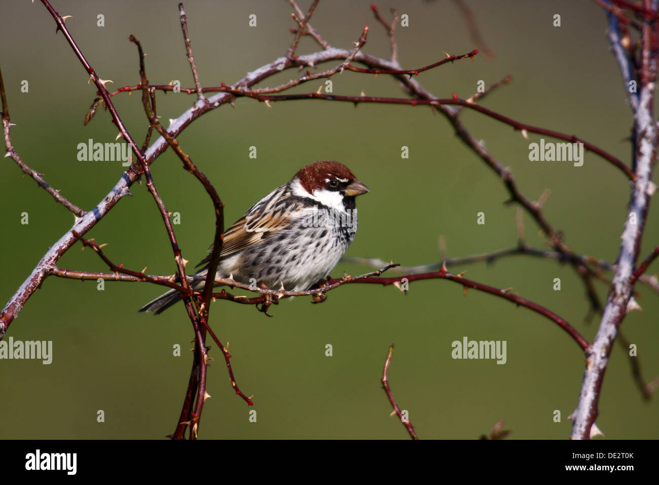 Spanish Sparrow (Passer hispaniolensis), male sitting on thorn bush, Exdremadura, Spain, Europe Stock Photo