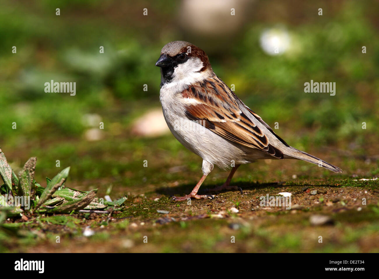 Passer domesticus hi-res stock photography and images - Alamy