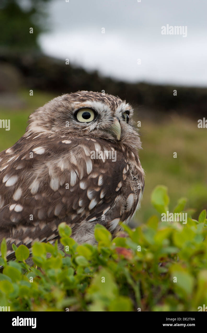 Little Owl (Athene noctua) perched on moorland, typical habitat for the bird. Captive, UK. Stock Photo