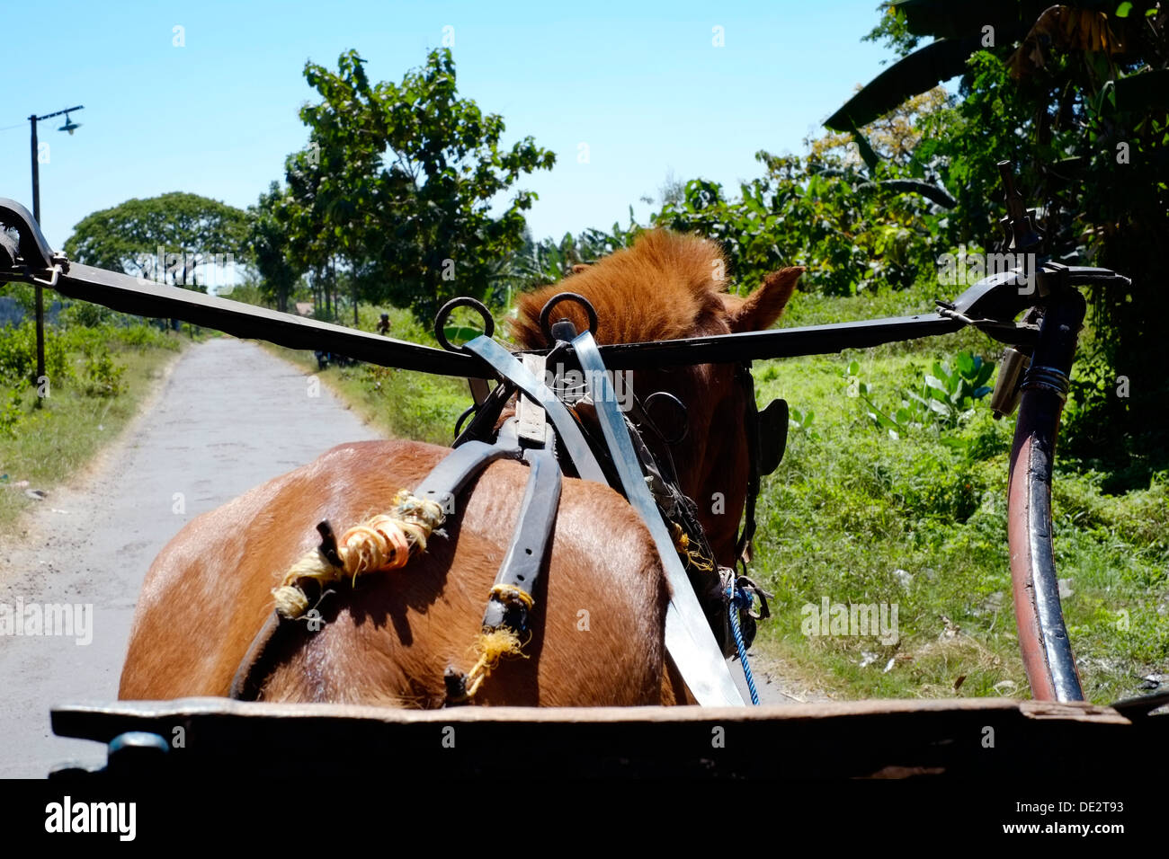 a horse and cart dokar a traditional inexpensive means of transport in indonesia Stock Photo