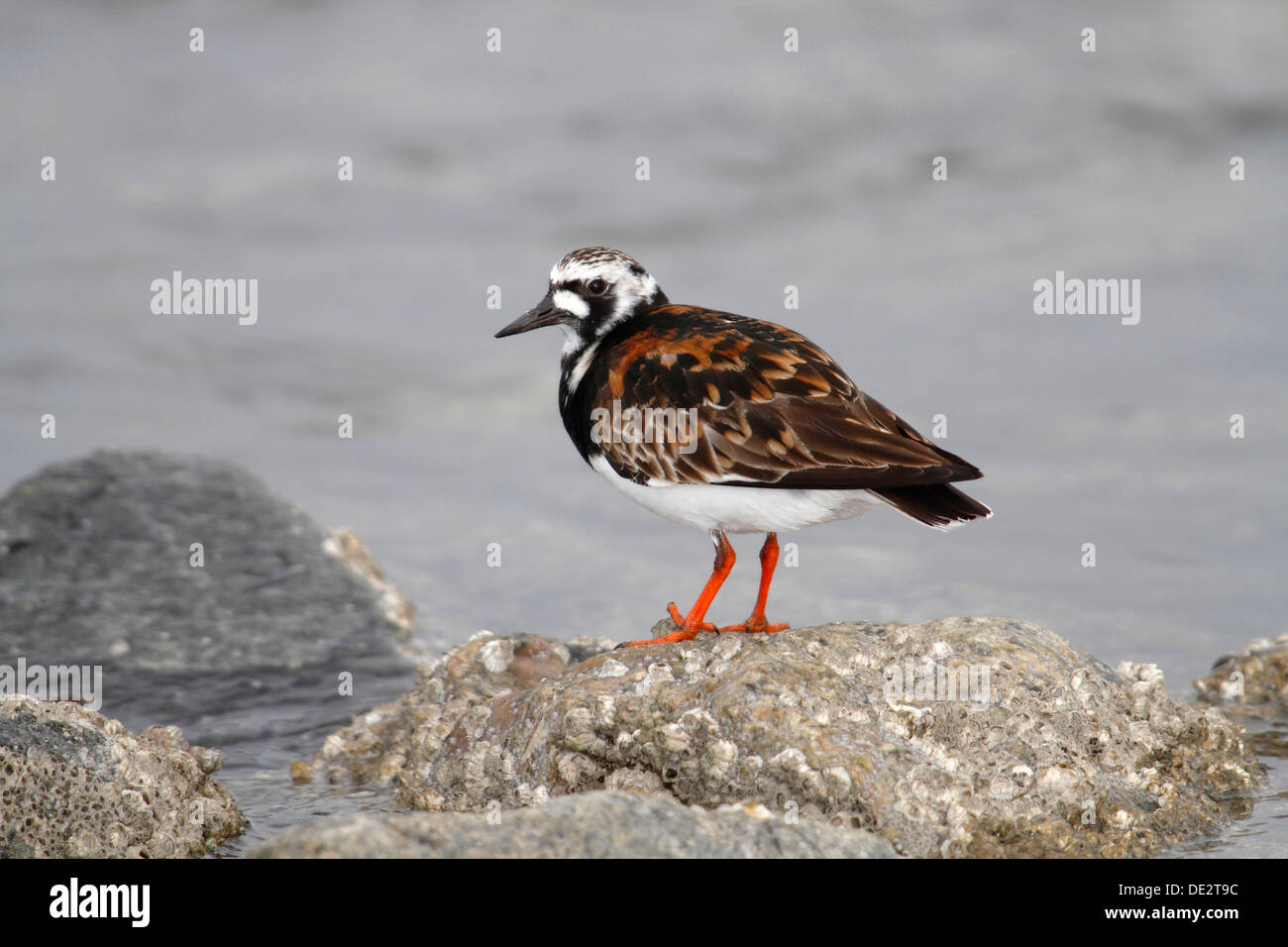 Ruddy Turnstone (Arenaria interpres) in breeding plumage standing on a moss-covered stone on the beach Stock Photo