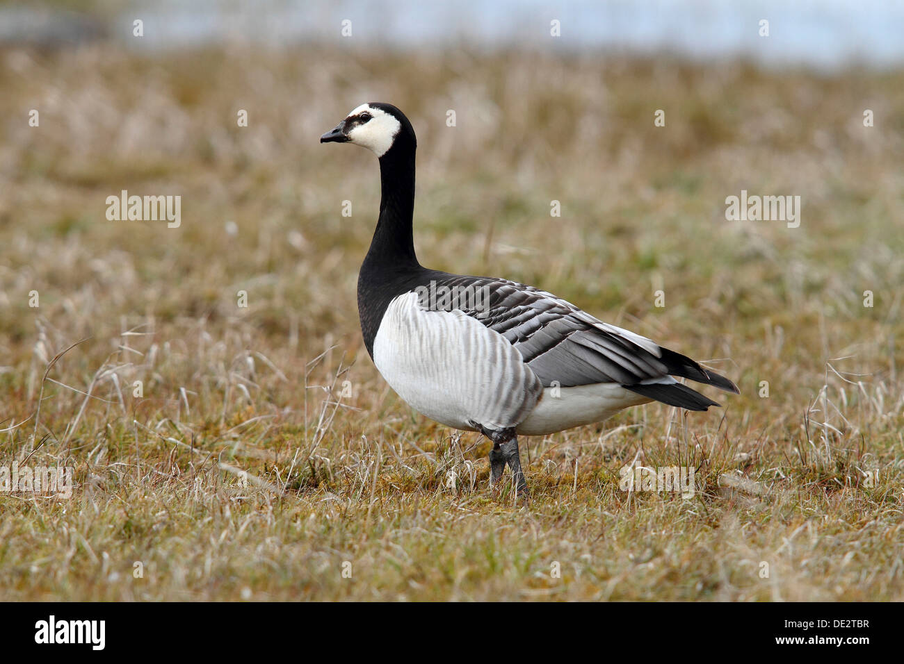 Barnacle Goose (Branta leucopsis) on a meadow, Lauwersmeer National Park, Holland, Netherlands, Europe Stock Photo