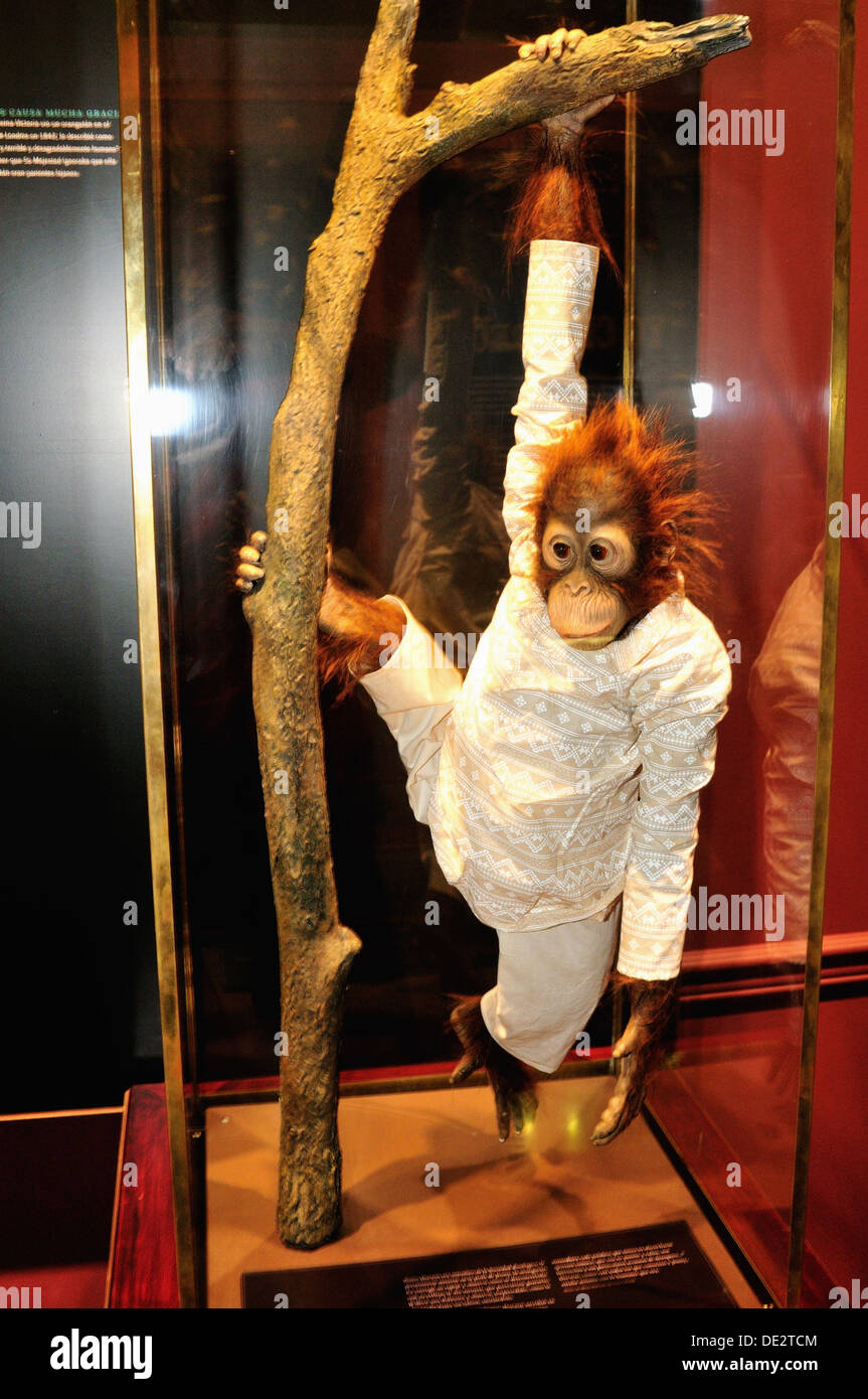 Orangutan, Darwin exhibition- Parque Explora in MEDELLIN .Department of Antioquia. COLOMBIA Stock Photo