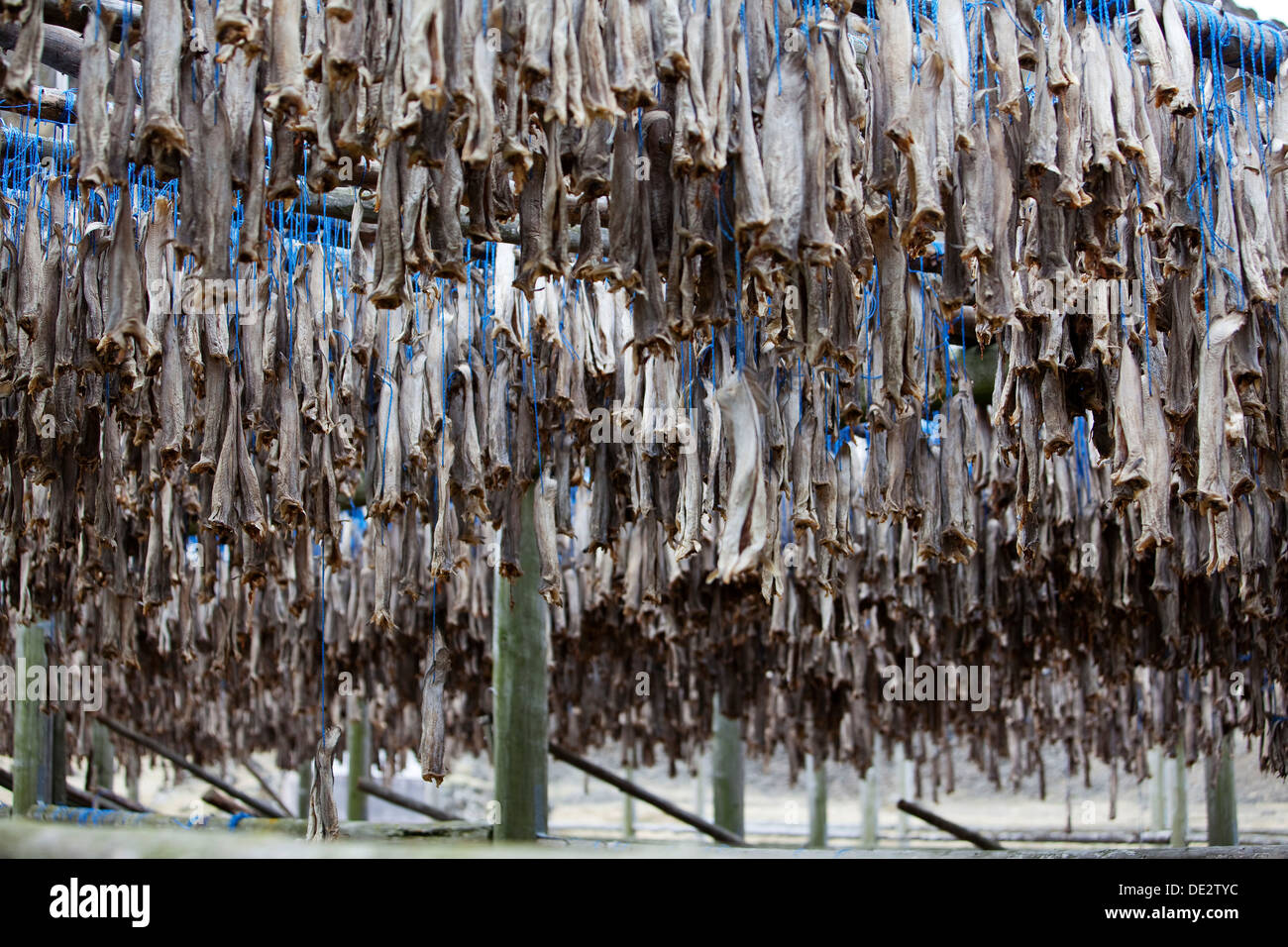 Dried fish, Iceland, Europe Stock Photo Alamy