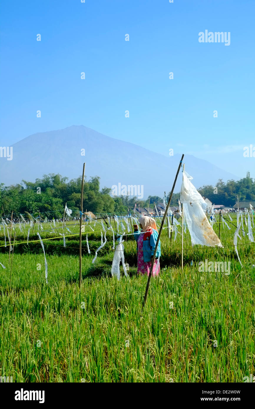 female field worker using simple basic bird scaring device as a