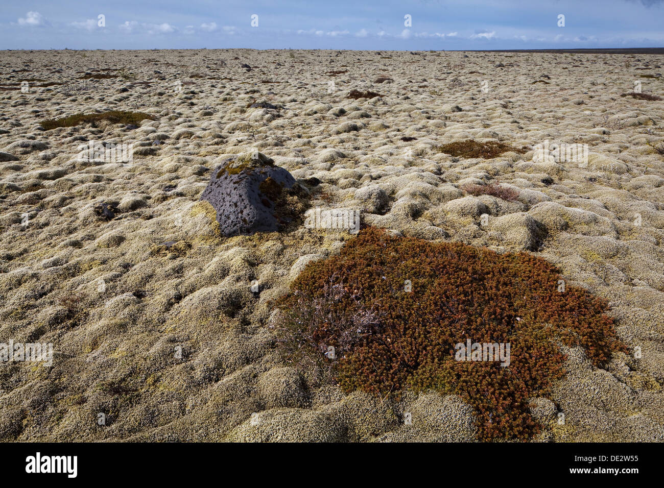 Carpet of moss, South Iceland, Iceland, Europe Stock Photo