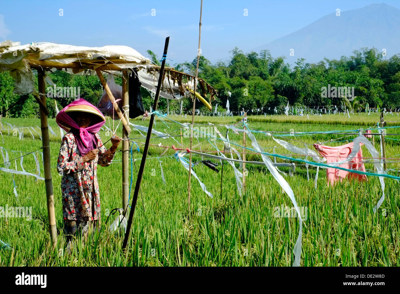 female field worker using simple basic bird scaring device as a