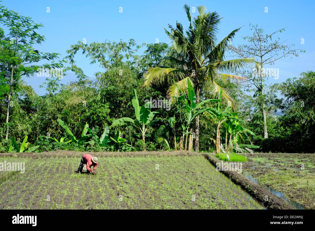 local man working in the rice fields in java indonesia Stock Photo - Alamy