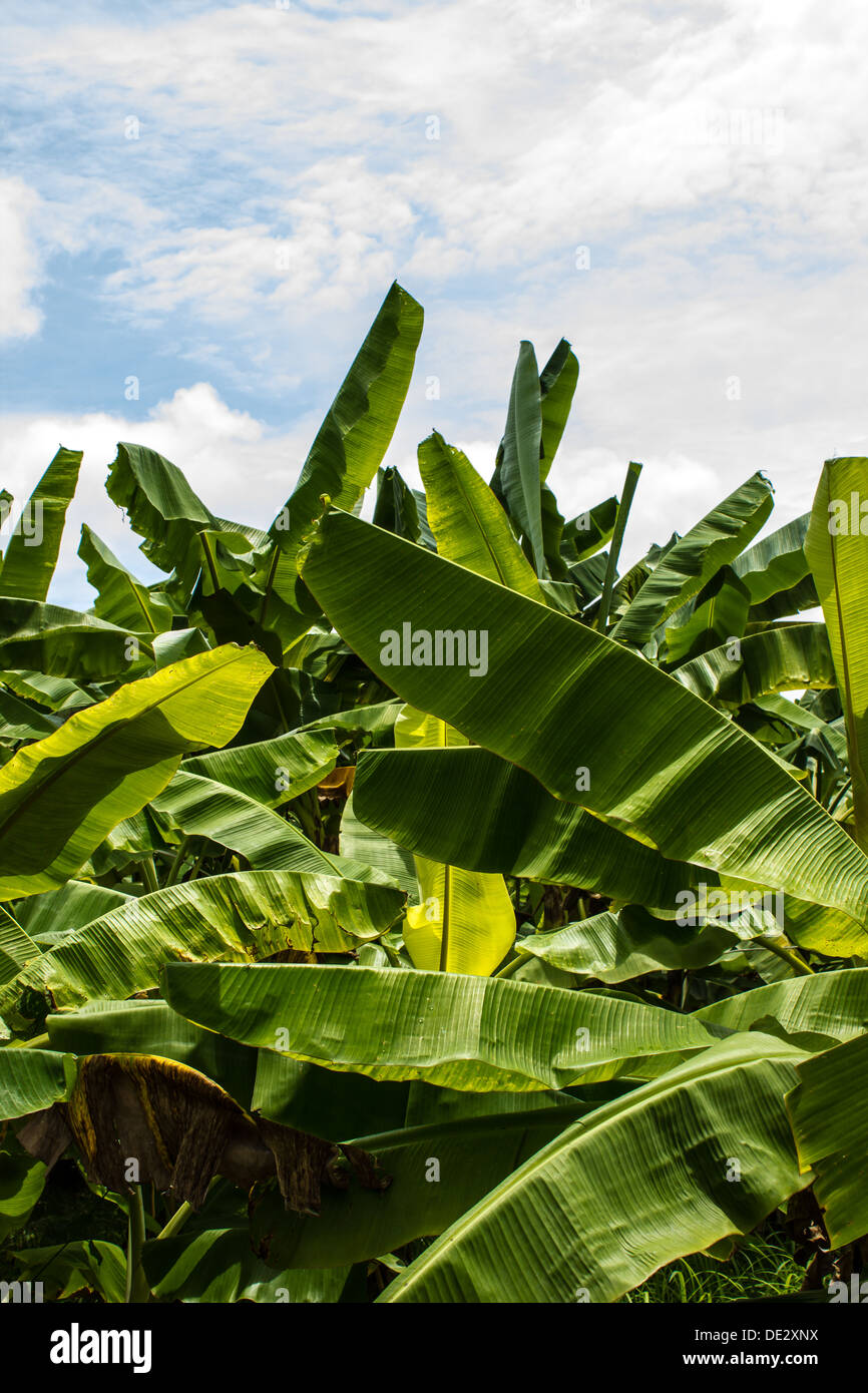 The Banana leaves in thailand Stock Photo