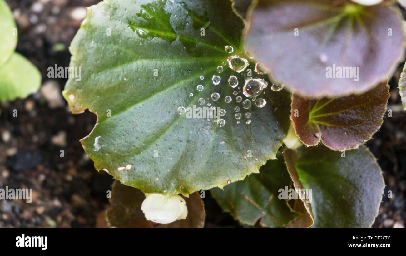 evanescent sprinkling of morning dew suspended on cobweb above Begonia leaf leaves & flower bud in an Edmonds Washington garden Stock Photo
