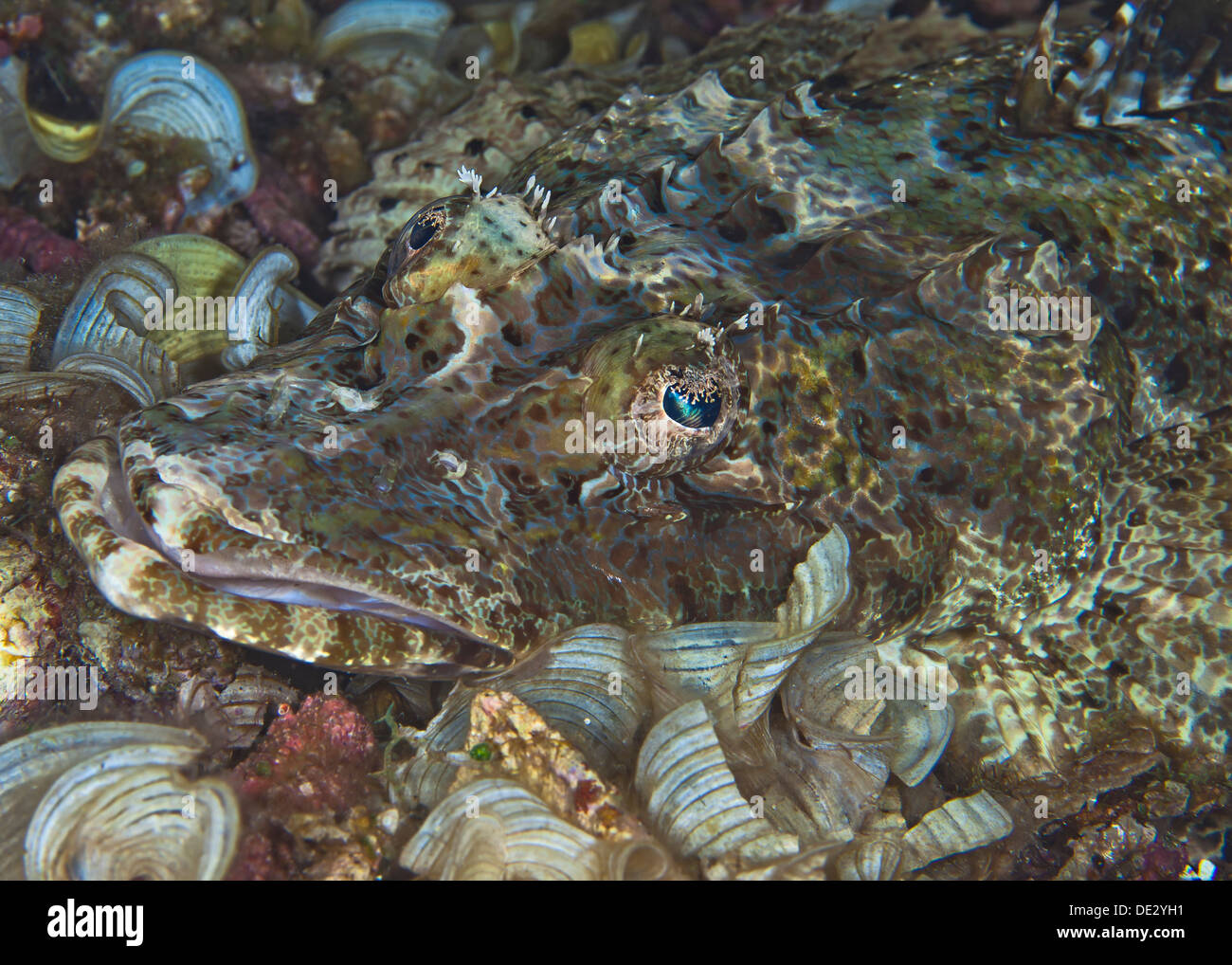 Close up headshot of a Crocodile fish on sea floor camouflaged among coral reef elements. Stock Photo