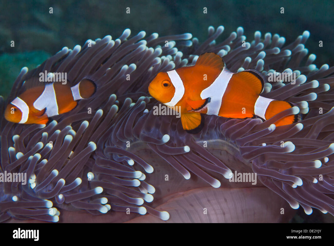 False clownfish, Amphiprion ocellaris nestling in purple tentacles of host anemone. Stock Photo