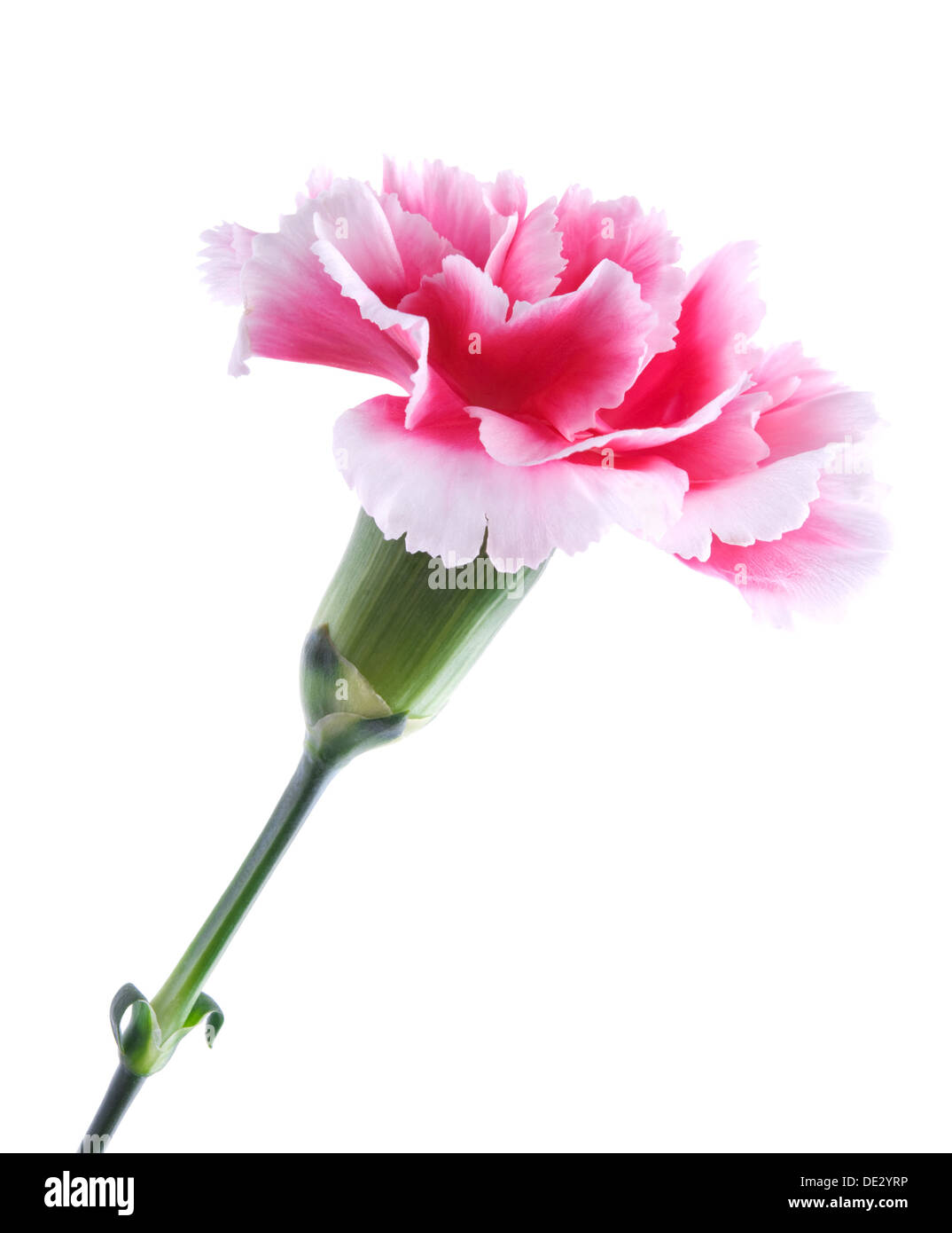 Beautiful pink carnation isolated on white background Stock Photo - Alamy
