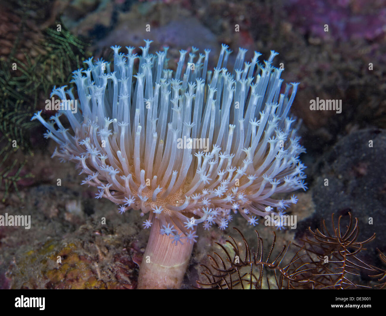Long polyp toadstool leather coral. Stock Photo
