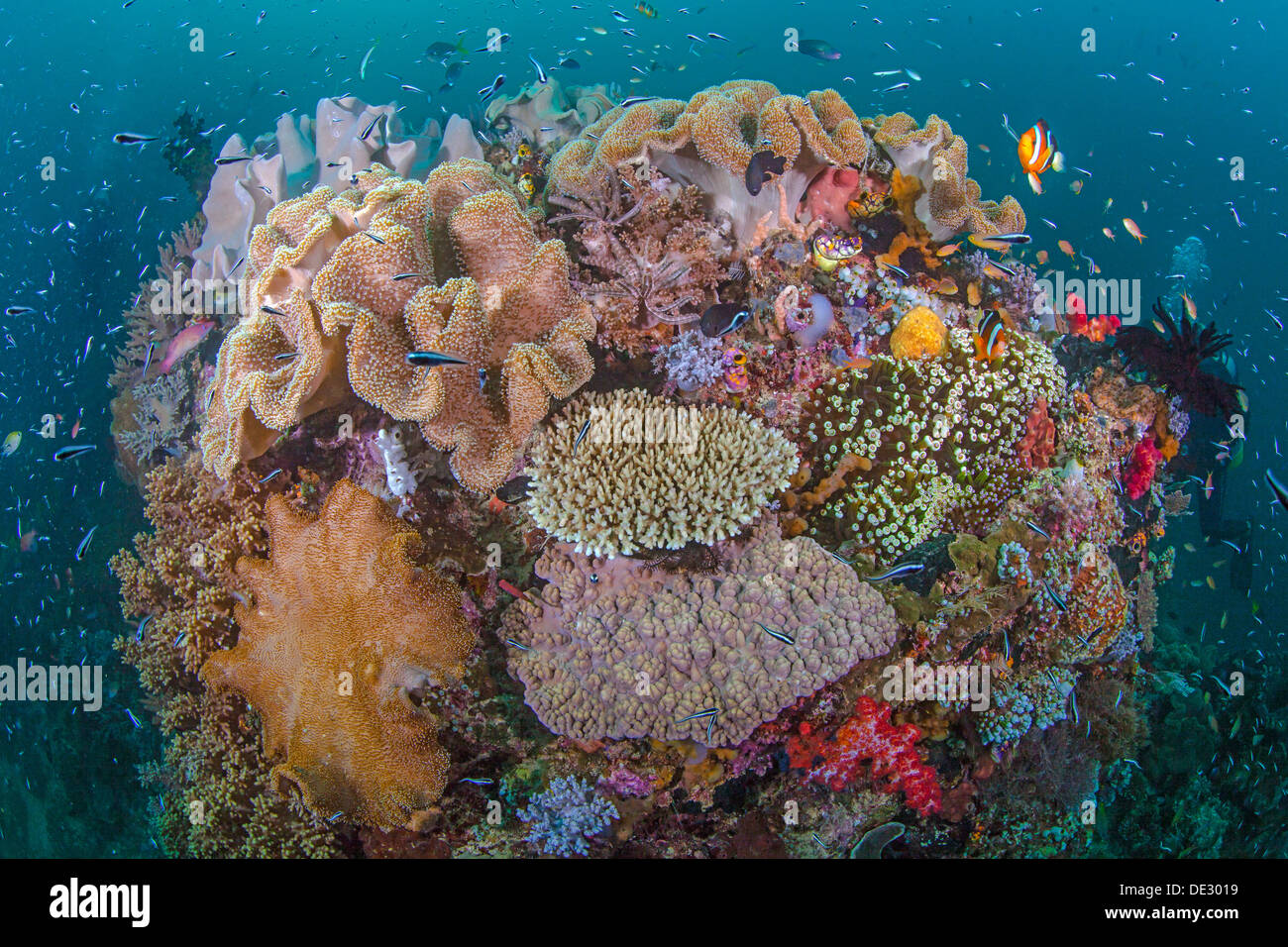 Vibrant coral reef with diversity of marine life. Raja Ampat, Indonesia,, 2013. Stock Photo