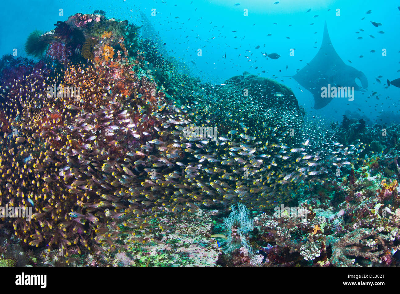 Wall of glassfish with giant manta ray silhouette in blue water background. Raja Ampat, Indonesia Stock Photo