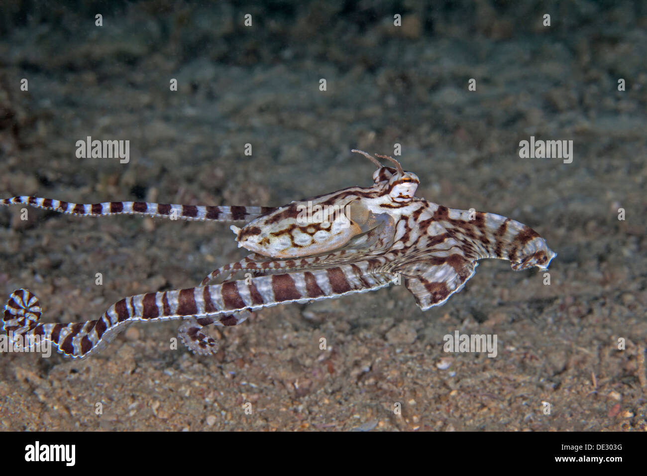 Image of swimming mimic octopus with amputated appendages and signs of limb regeneration. Puerto Galera, Philippines Stock Photo