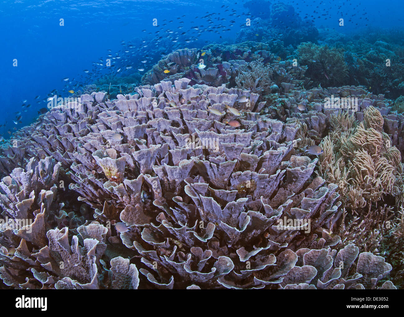 Colony of purple cabbage coral, Turbinaria sp., Raja Ampat, Indonesia. Stock Photo