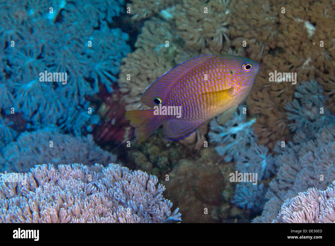 Purple and yellow Princess damselfish with blue-green soft coral background. Stock Photo