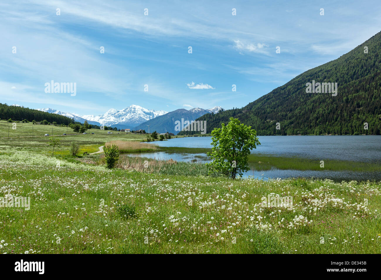 Summer blossoming dandelion Alpine meadow (Italy) Stock Photo