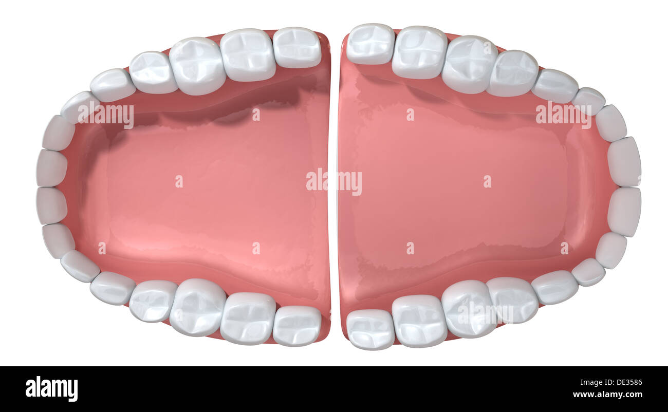 An extreme closeup of a set of open false human teeth set in pink gums on an isolated background Stock Photo