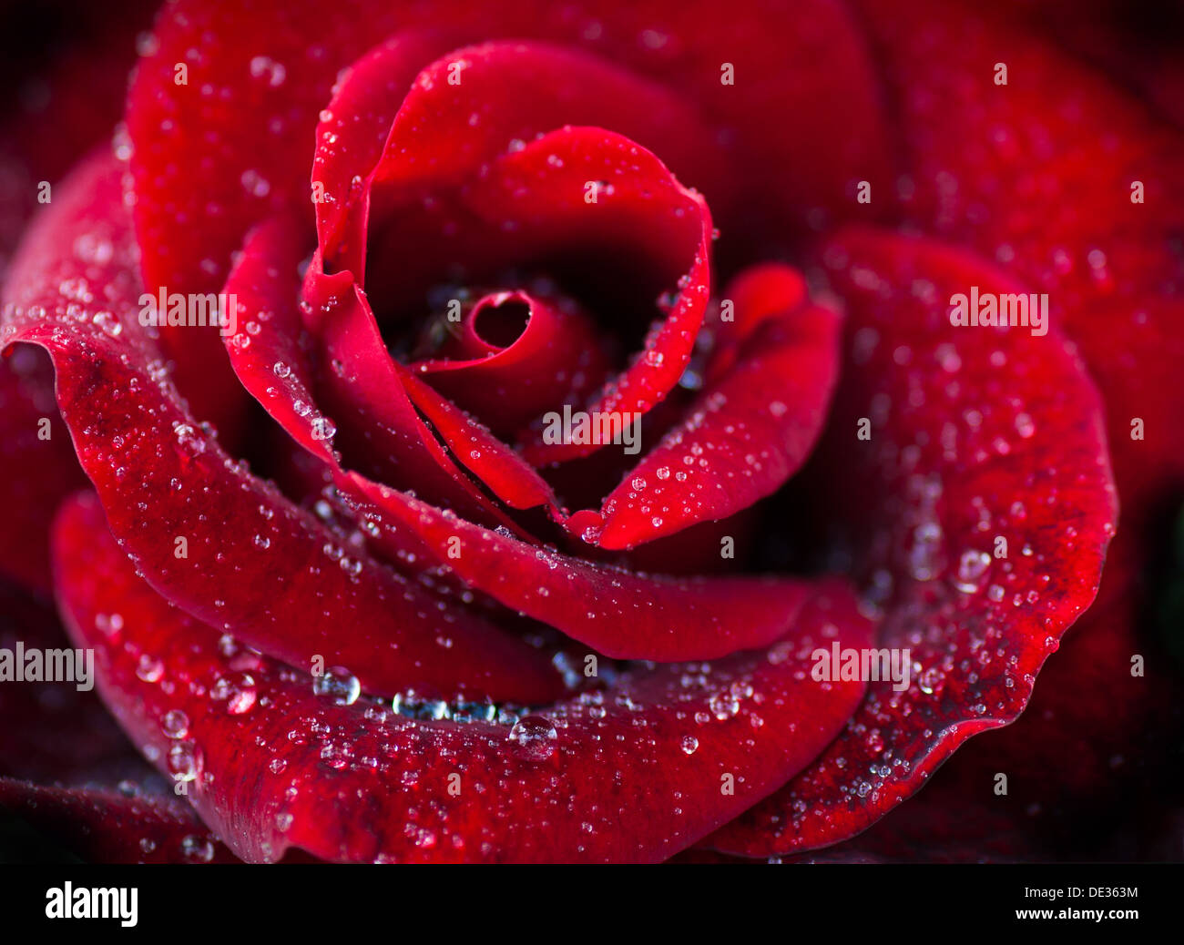 Macro image of dark red rose with water droplets. Extreme close-up with ...