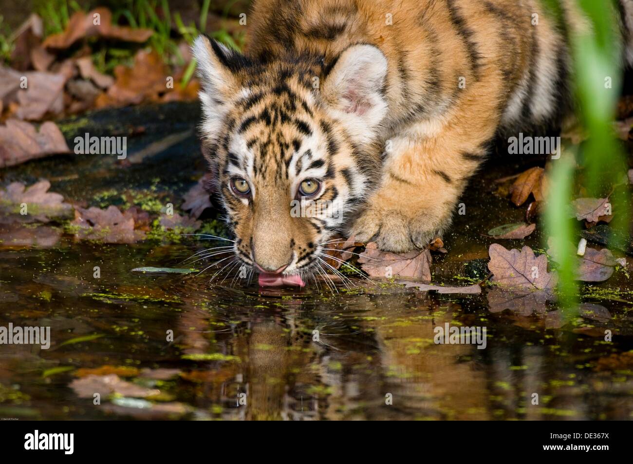 baby tigers playing in water