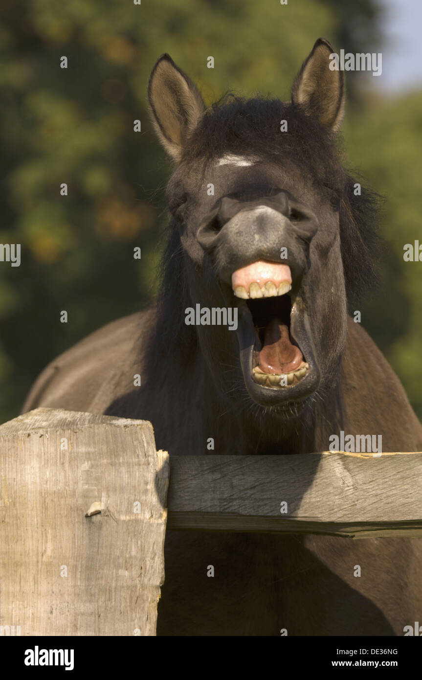 Portrait of a neighing horse. North Rhine-Westphalia. Germany Stock Photo