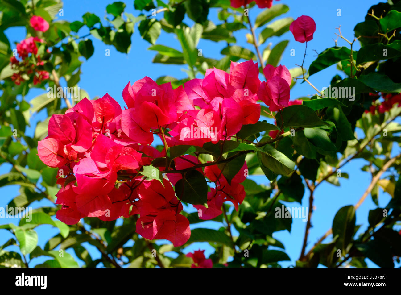 Brightly coloured flowers hires stock photography and images Alamy
