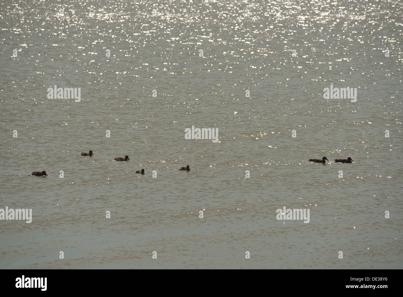 Ducks at Kamminke village, Usedom Island, Germany Stock Photo
