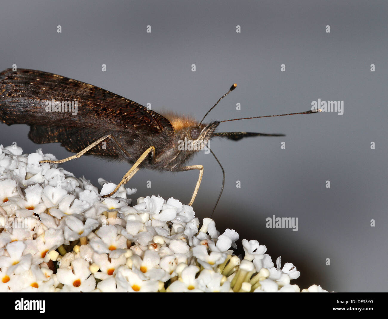 Butterfly feeding on nectar. Stock Photo