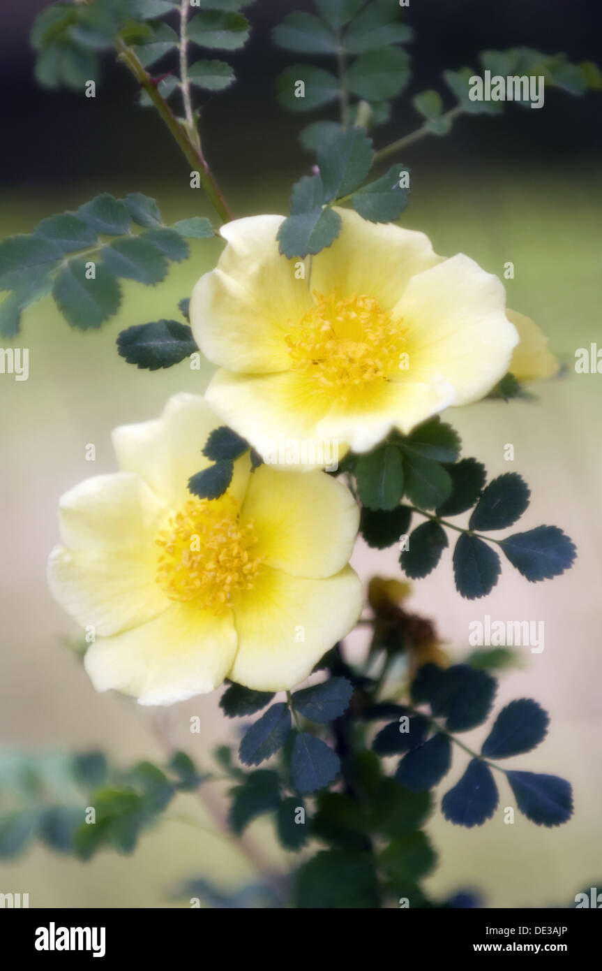 Specie Light Yellow Rose Flower Duo. Rosa ´Canary Bird´. Stock Photo