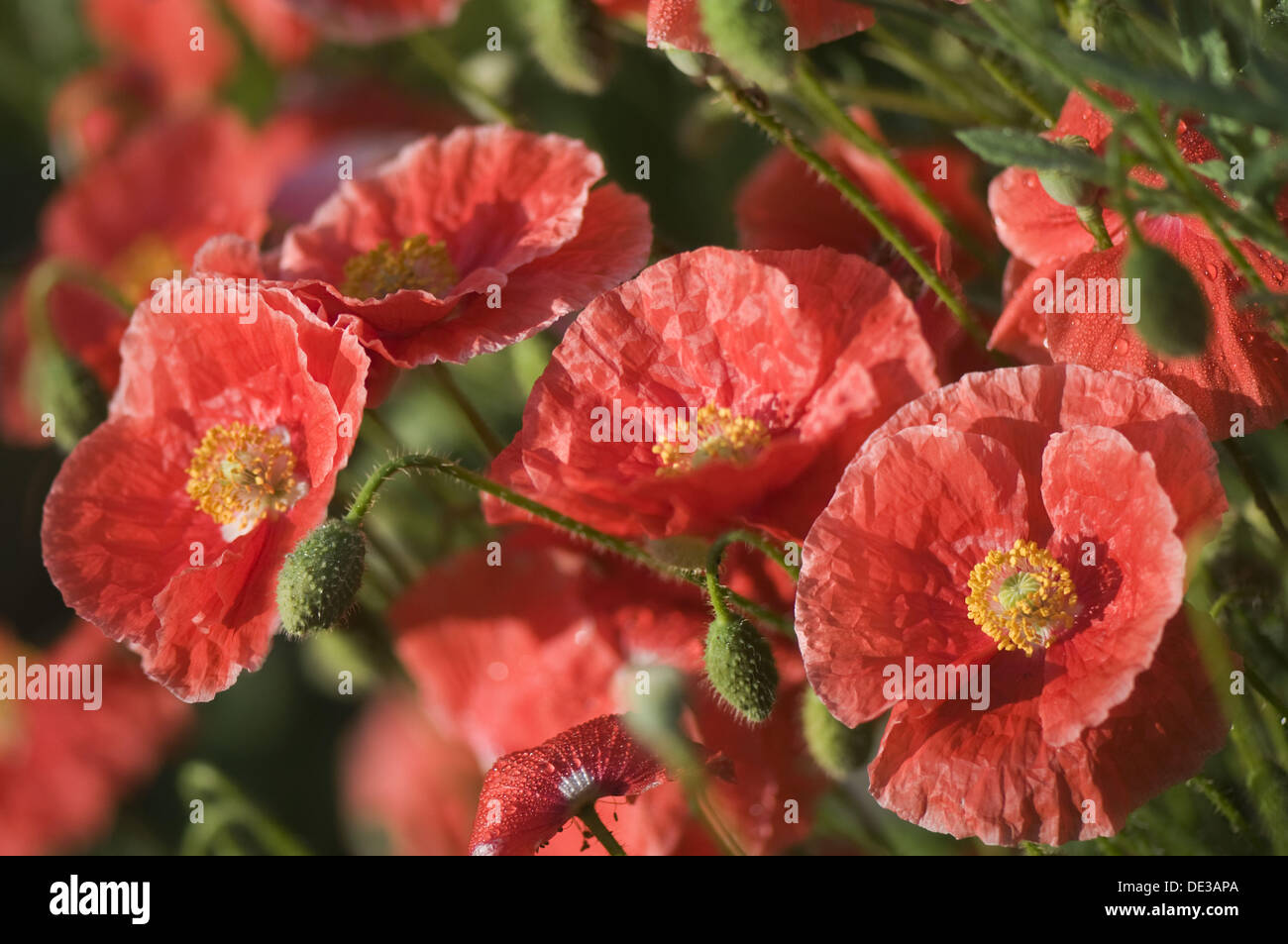 Red Shirley Poppies. Papaver rhoeas. Stock Photo