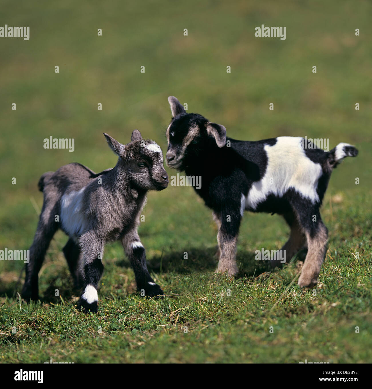 Pygmy Goat Capra aegagrus hircus Two kids standing next each other