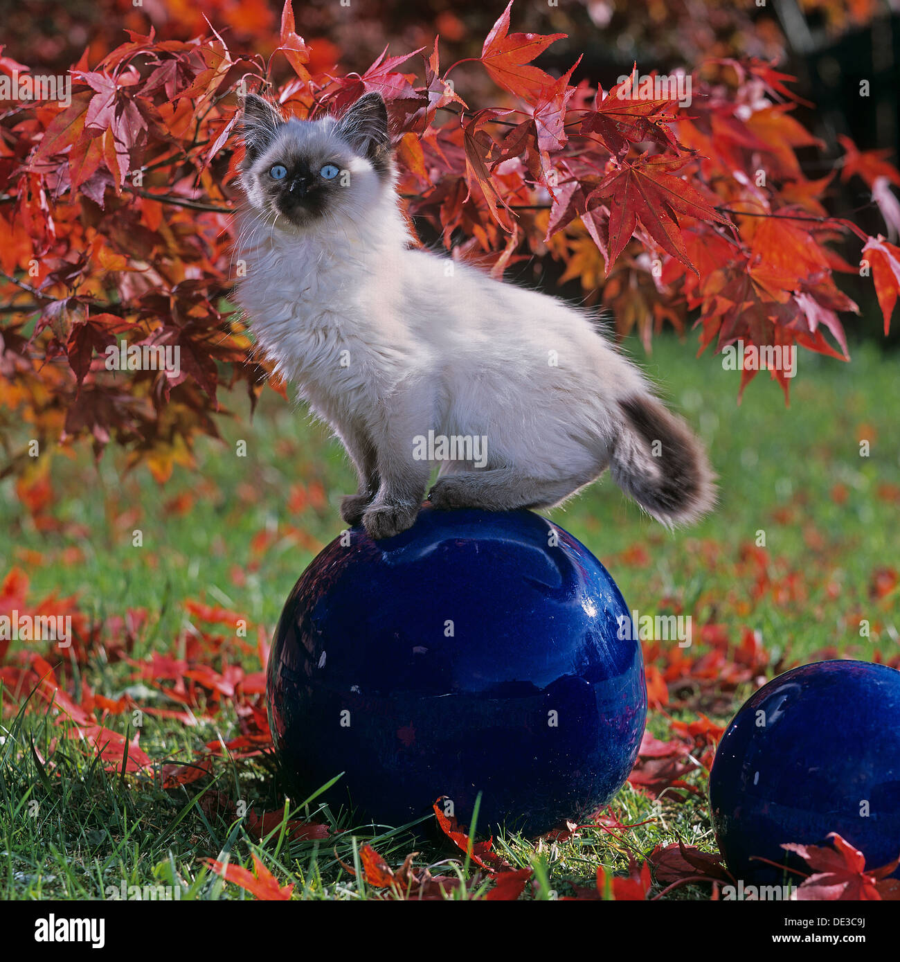 Thai Cat Balancinga Blue Decorative Sphere Autumnal Garden Stock