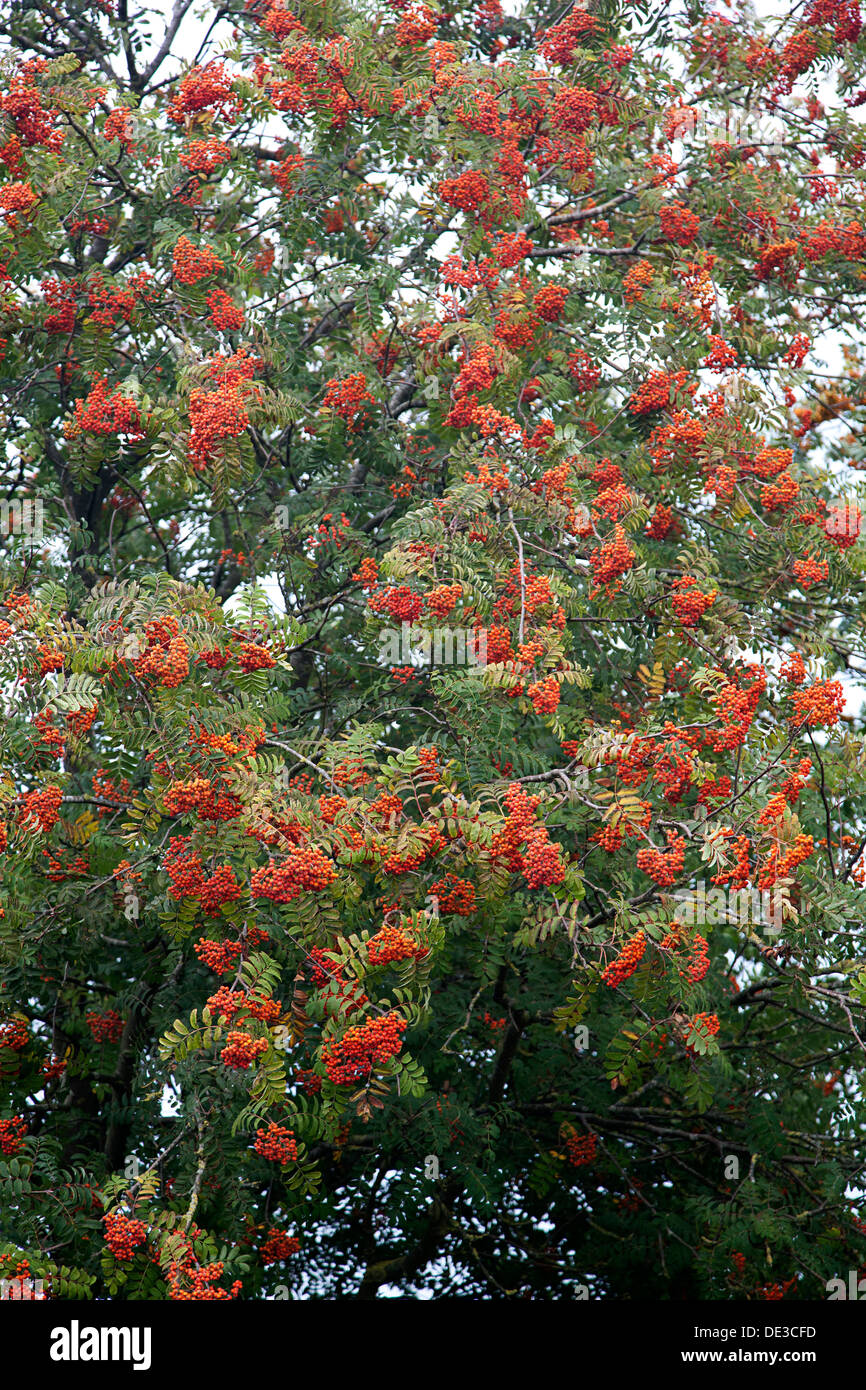 Rowan tree (Sorbus aucuparia) full of berries Stock Photo - Alamy