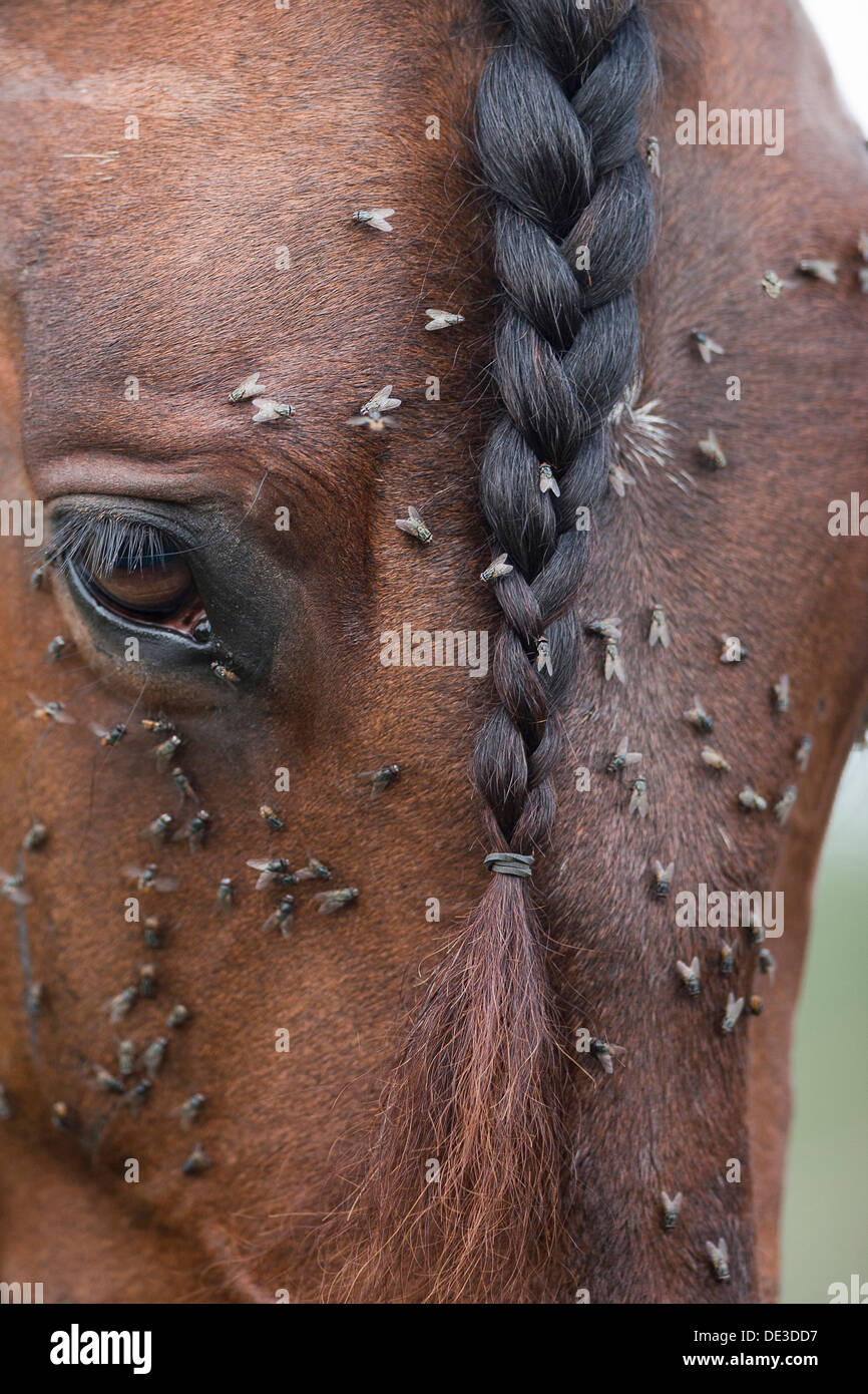 Flies aroung eye bay Andalusian stallion Stock Photo