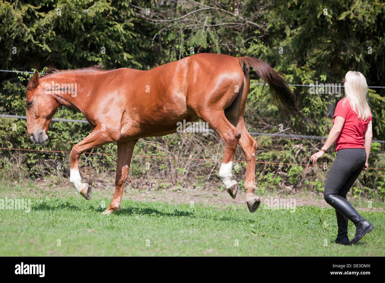 Hanoverian Horse Chestnut adult meadow kicking towards woman Stock Photo