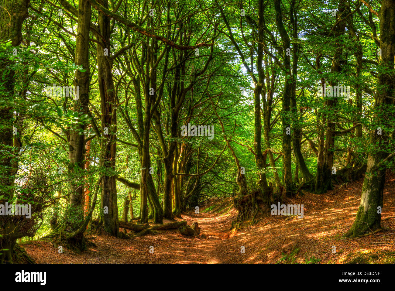 Wooded area with green trees and path on Quantock Hills Somerset Stock